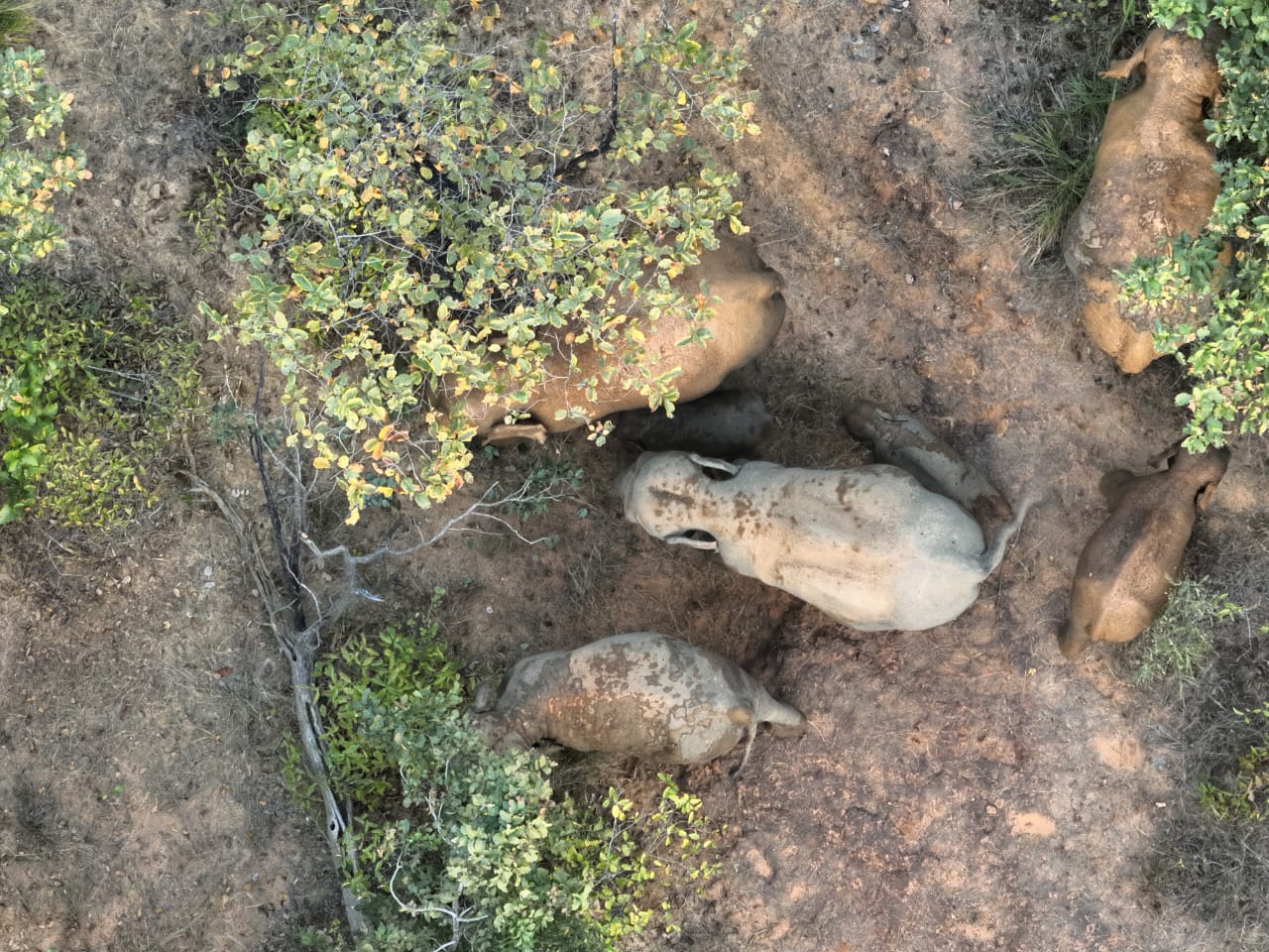 रायगढ़ में प्रकृति की गोद में नजर आया हाथियों का परिवार, मां के सुरक्षित घेरे में विचरण कर रहे दो नन्हे गजराज, ममता और सुंदरता की अनोखी कहानी……पढ़िए पूरी खबर