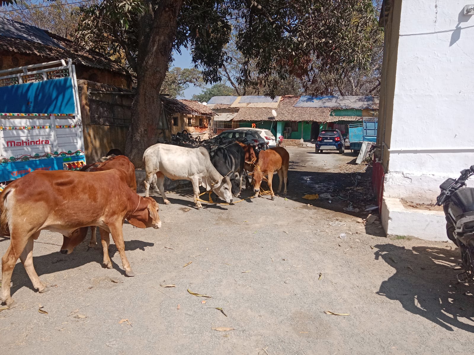 रायगढ़ पुलिस के ऑपरेशन शंखनाद से मवेशी तस्करों में हड़कंप, गौवंश तस्करी के खिलाफ कार्रवाई तेज, 06 नग गौवंश तस्कर के चंगुल से मुक्त