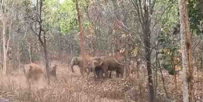 रायगढ़ में हाथियों की संख्या में पहुंची 100 के पार, सड़क किनारे दिखा हाथियों का दल, नन्हें गजराज की दिखी मस्ती