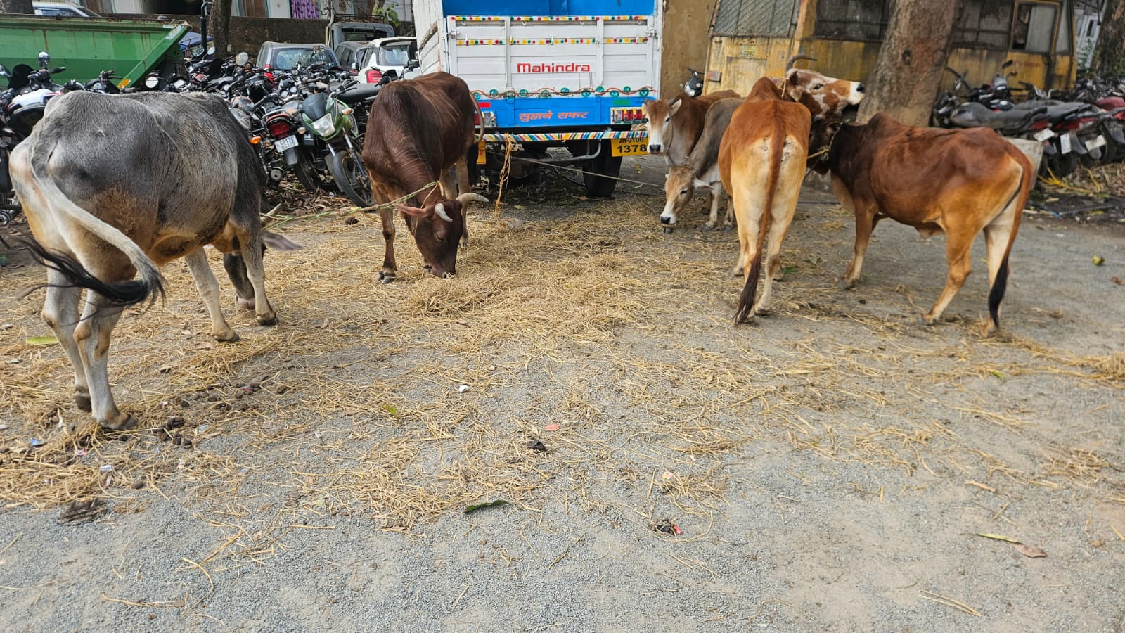 “ऑपरेशन शंखनाद” के तहत लैलूंगा पुलिस की कार्रवाई , 06 नग कृषक मवेशी तस्करों से मुक्त, एक आरोपी गिरफ्तार , मुख्य मवेशी तस्कर कुसु यादव पर भी नामजद एफआईआर