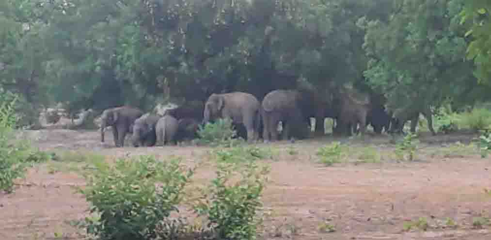 रायगढ़ में हाथियों ने बड़े दल ने रोका रास्ता, कई गांव के लोगों को किया गया अलर्ट, गजराजों के दल पर रखी जा रही नजर