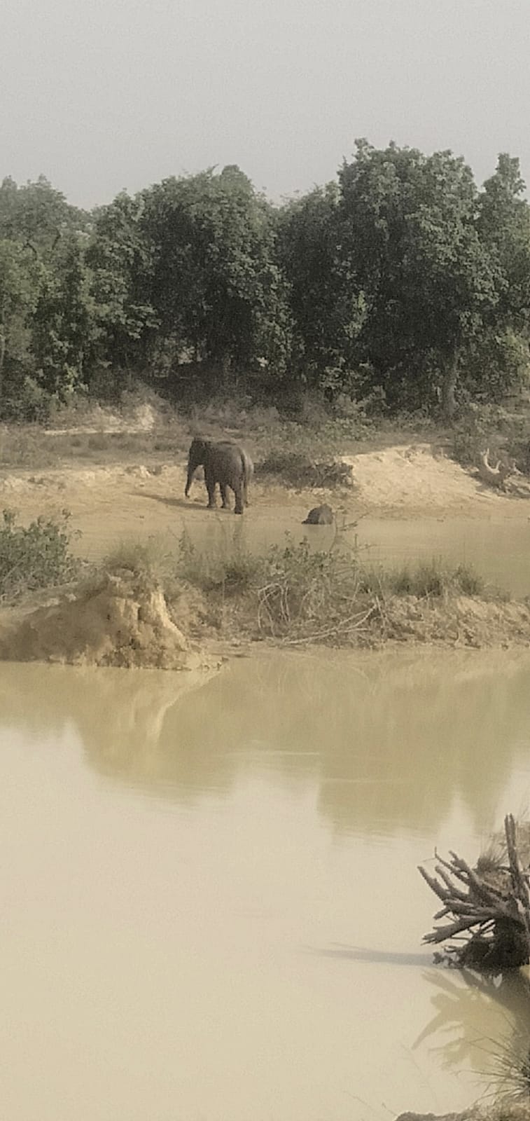 हाथी शावकों की सुरक्षा को लेकर वन विभाग सतर्क, जलाशयों एवं हाथी विचरण क्षेत्रों की होगी विशेष निगरानी, ट्रैप कैमरा, थर्मल ड्रोन एवं रात्रि गश्त किया जा रहा और मजबूत