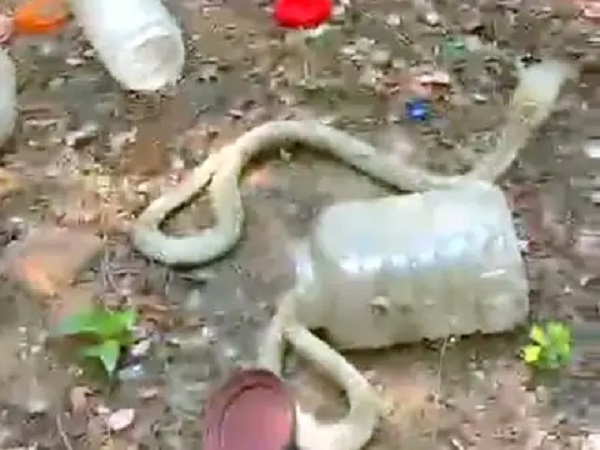 रायगढ़ में हल्की बारिश के बाद निकलने लगे सांप, 9 सांपो का रेस्क्यू, सुरक्षित छोड़ा गया