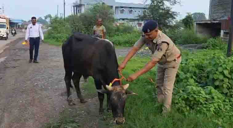 सड़क सुरक्षा को लेकर रायगढ़ यातायात पुलिस की पहल, हाईवे पर ट्रैफिक पुलिस ने मवेशियों के गले में लगाए रेडियम बैंड, पशुपालकों और सरपंचों को मवेशियों को सड़क पर न छोड़ने की अपील