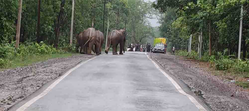 रायगढ़ में हाथियों की दस्तक: हाथियों का दल जंगल से निकलकर रायगढ़ रोड पार, कई गांवों के लिए अलर्ट जारी