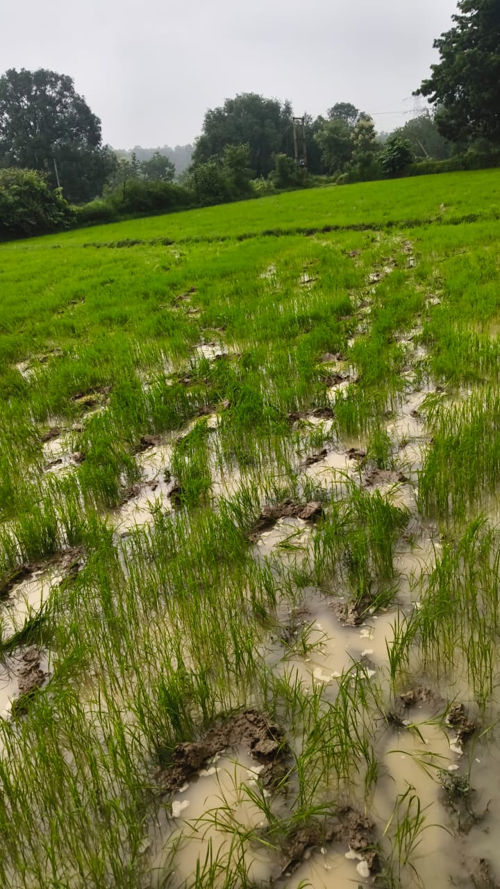 रायगढ़ में बढ़ा हाथियों का आतंक: 169 हाथियों का दल जंगल से निकला, 39 किसानों की धान की फसल रौंदी धरमजयगढ़ वनमंडल में सबसे ज्यादा 140 हाथी सक्रिय, रातभर खेतों में मचाया उत्पात; ड्रोन से निगरानी, ग्रामीणों को सतर्क रहने की अपील