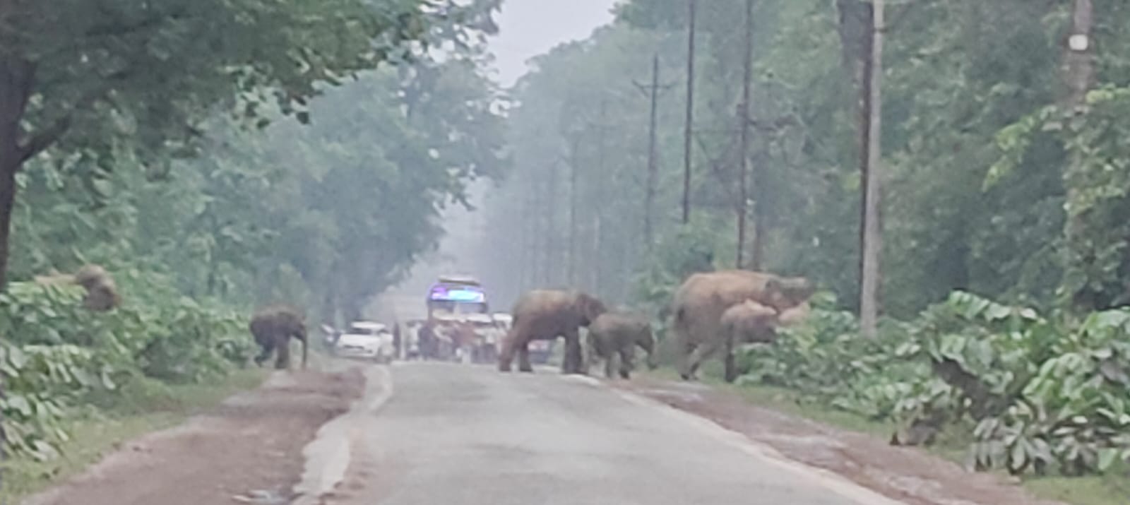 रायगढ़ रोड पार कर जंगल की ओर बढ़ा हाथियों का दल, काफी देर तक थमे रहे वाहनों के पहिये, वन विभाग ने जारी किया अलर्ट