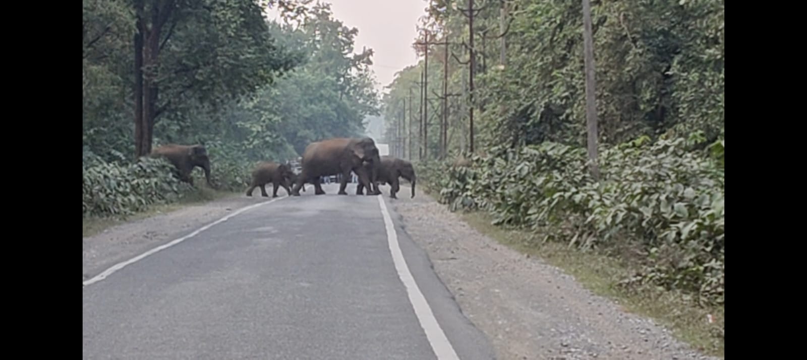 रायगढ़ रोड पार कर 367 आरएफ जंगल की ओर बढ़ा हाथियों का दल, कई गांवों में अलर्ट , गांव के लोगों को सतर्क रहने की सलाह
