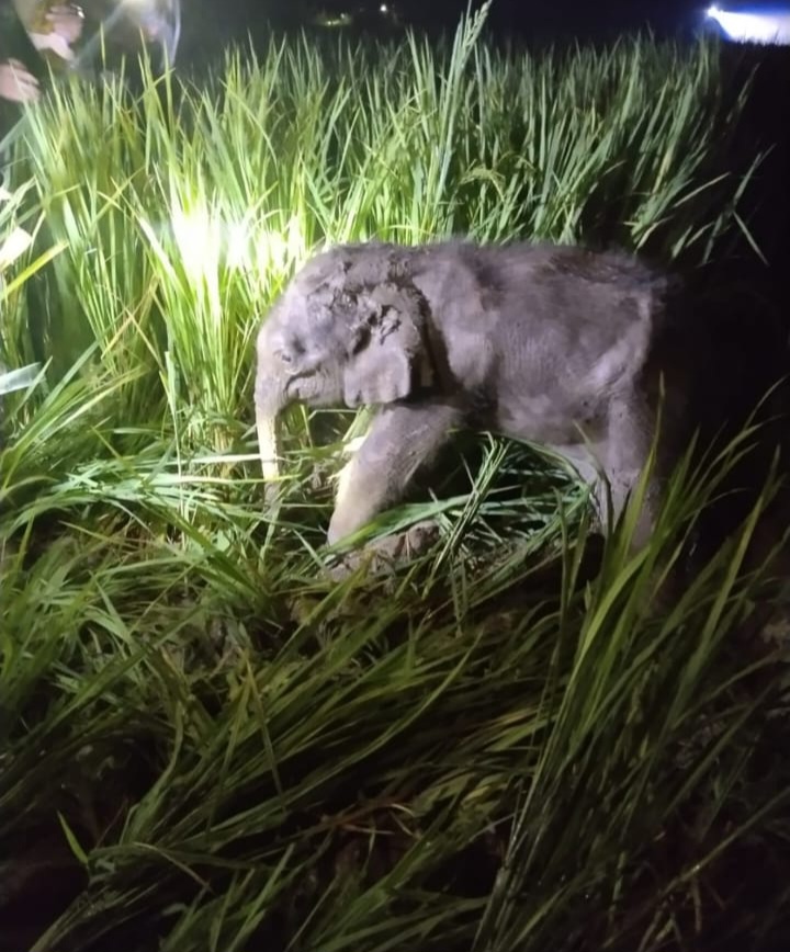मां से बिछड़ा नन्हा हाथी, अपनों से मिलाने रातभर चला रेस्क्यू, रायगढ़ में 40 हाथियों के दल से अलग हुआ एक साल का शावक